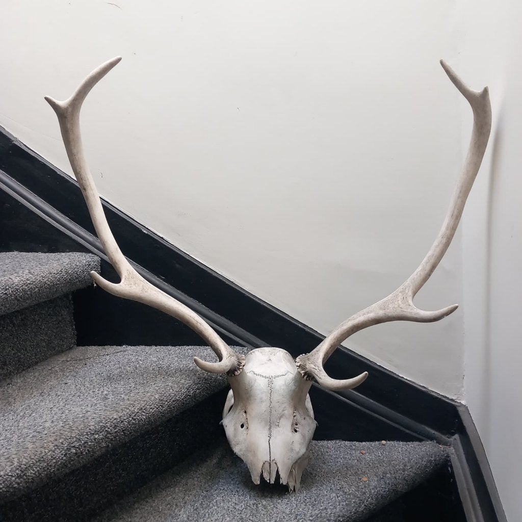 Gewei, Collections, Collections Animaux, Enlèvement, Cerf, Crâne
