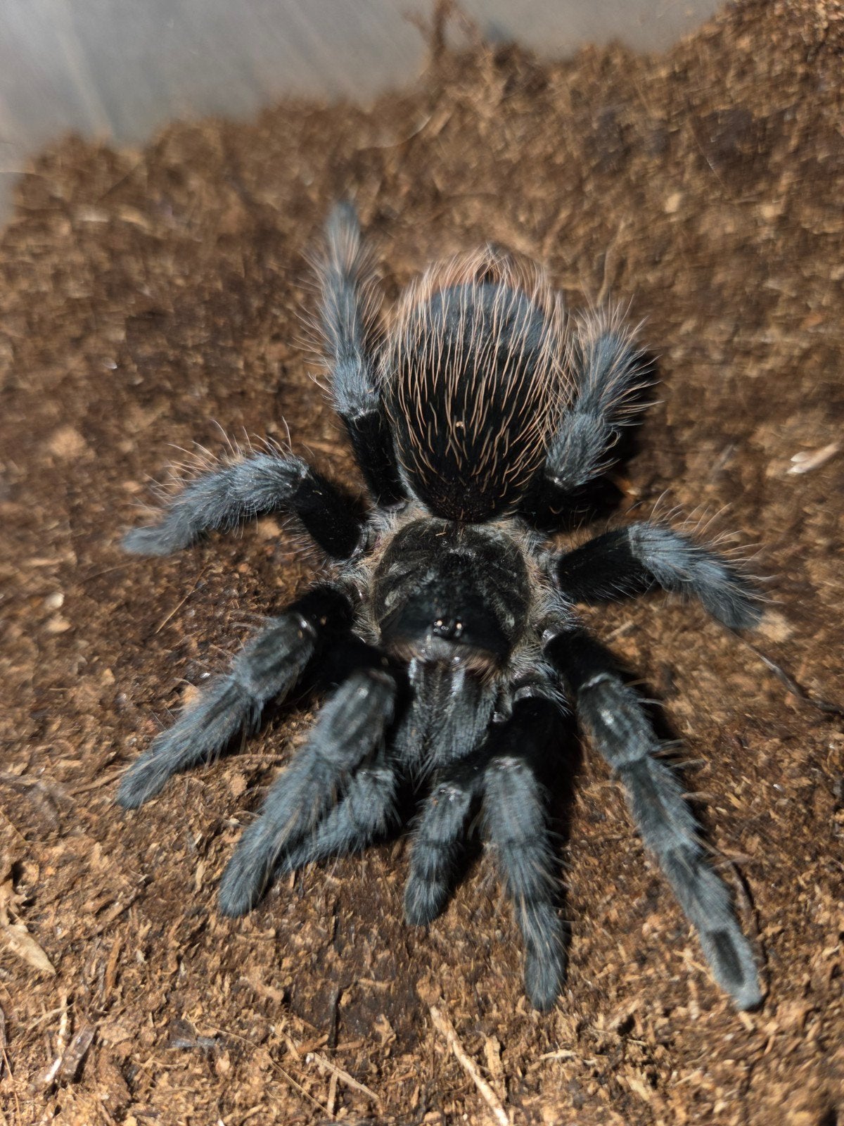 Vogelspinnen te koop, Animaux & Accessoires, Araignée ou Scorpion