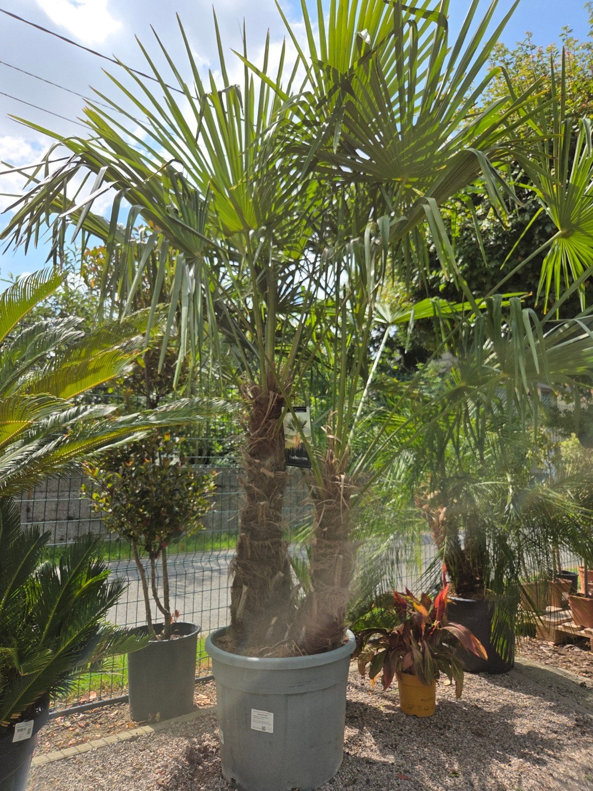 Palmboom Trachycarpus Fortunei 2 stam, Tuin en Terras, Ophalen, Halfschaduw