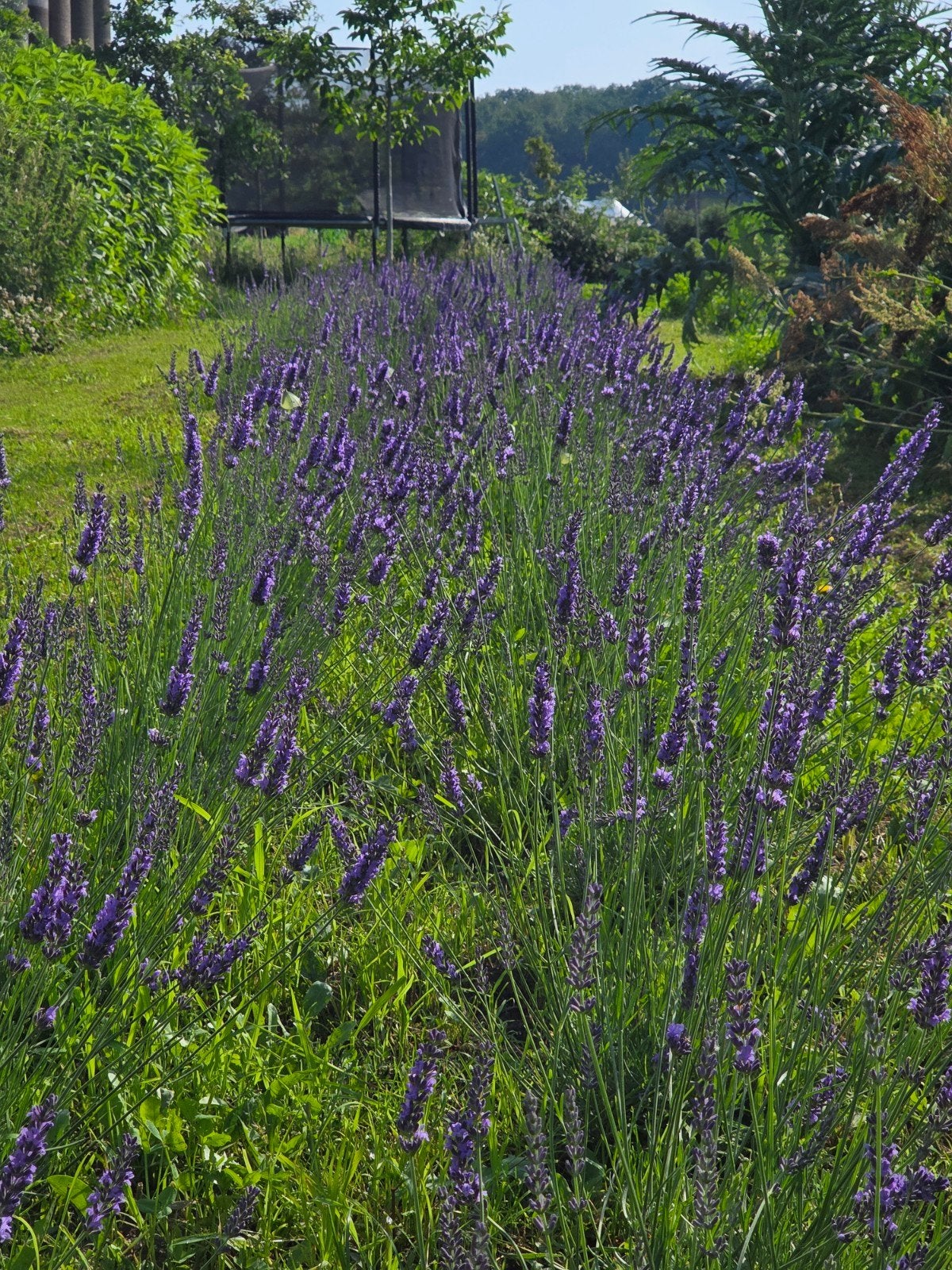 Landbouw grond gezocht voo teelt aromatische planten, 1500 m² of meer