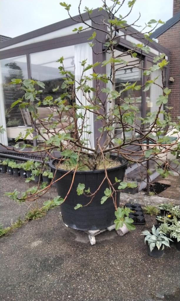 VIJGENBOOM IN BAK OP WIELEN, Ophalen