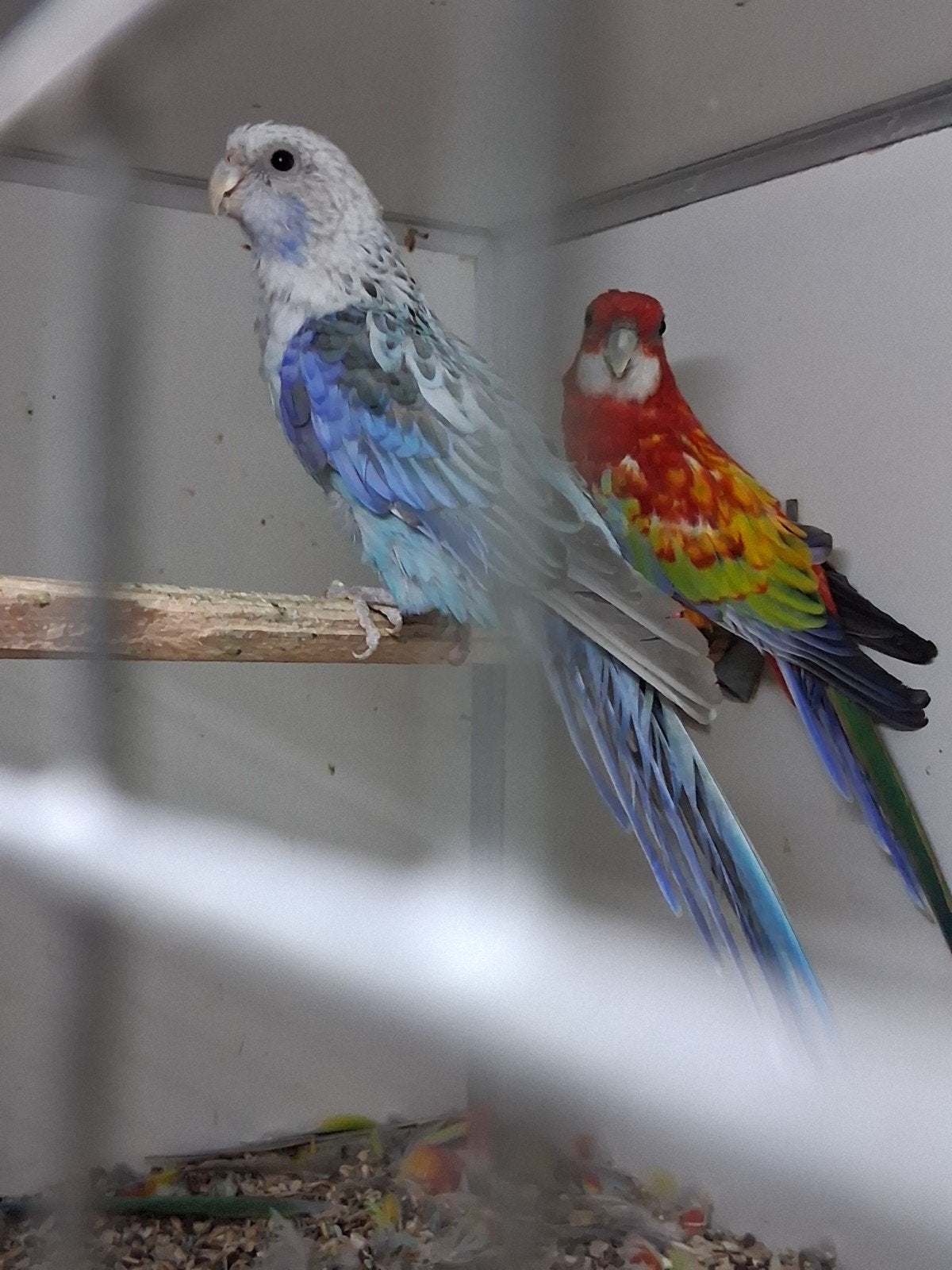 valkparkieten blauw zwart pastel, Dieren en Toebehoren, Vogels | Parkieten en Papegaaien
