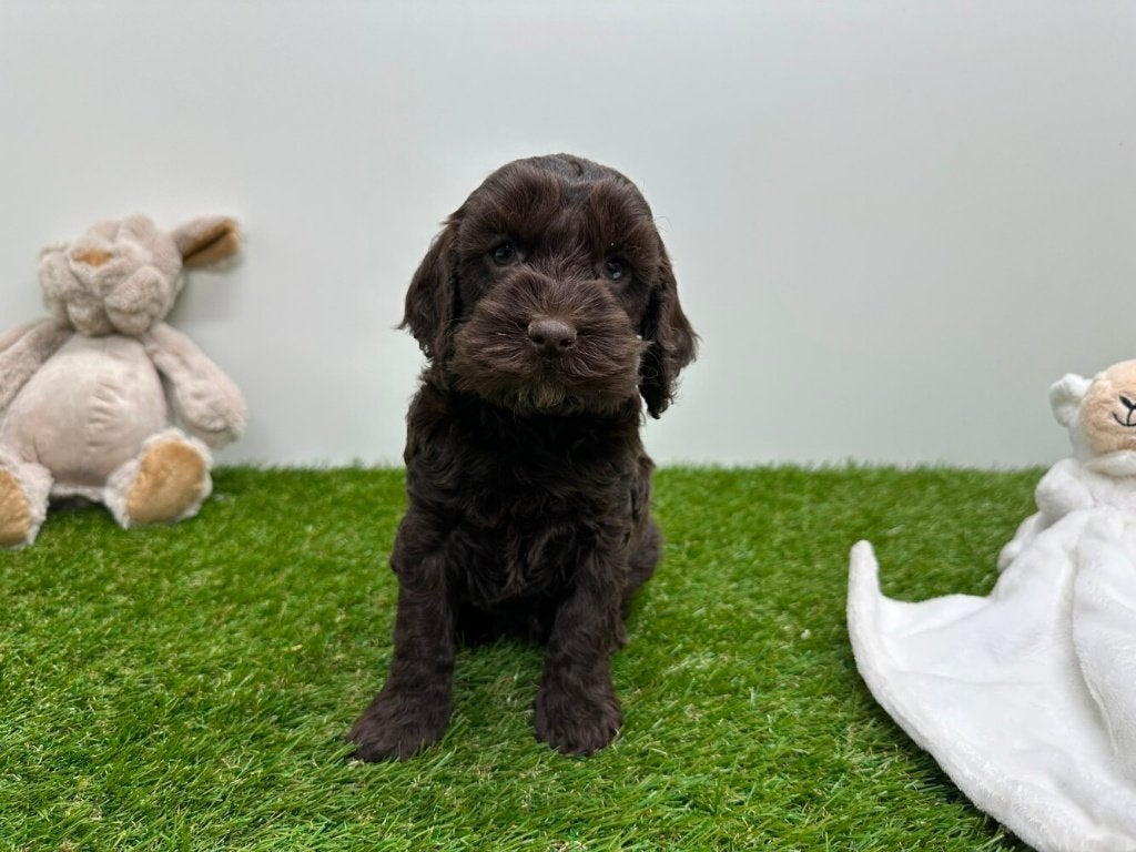 Nestje Cockapoo pups 1, Parvo, België, 8 tot 15 weken, Meerdere
