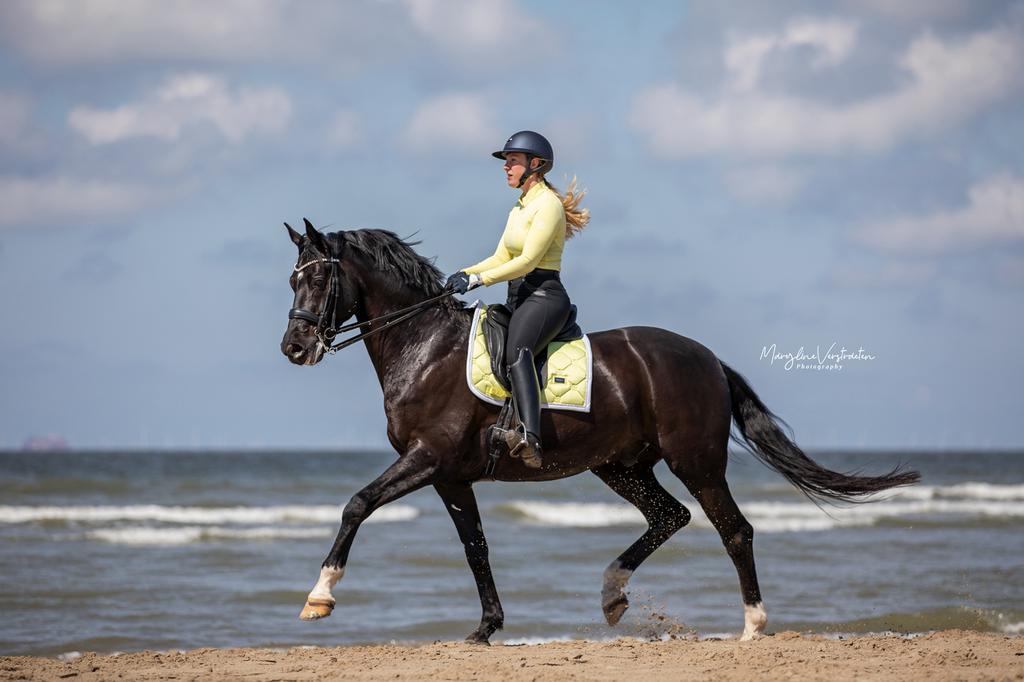 Verschillende paarden en pony’s zoeken een halve stal, Dieren en Toebehoren, Paarden