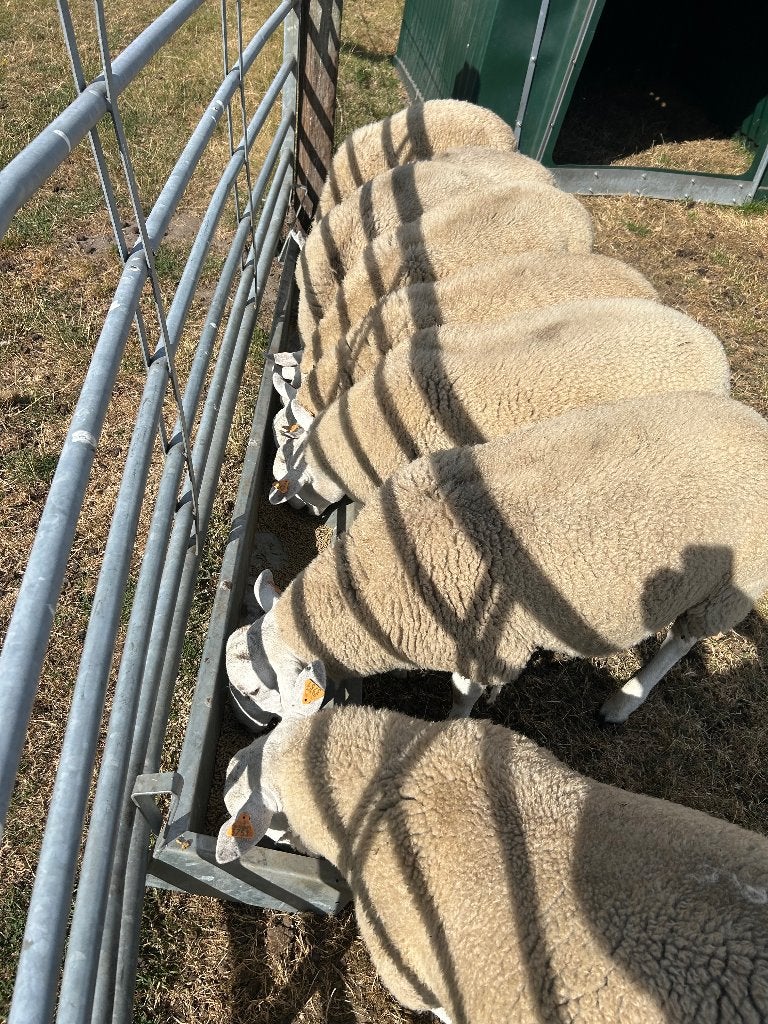 Schaap, Dieren en Toebehoren, Mannelijk, Schaap, 0 tot 2 jaar