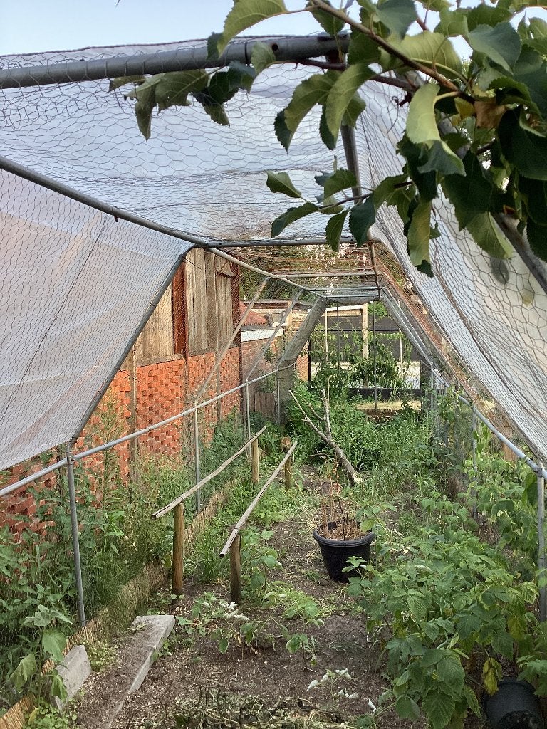 Gratis ren, Jardin & Terrasse, Serres, Autres matériaux, Serre, Enlèvement, Utilisé