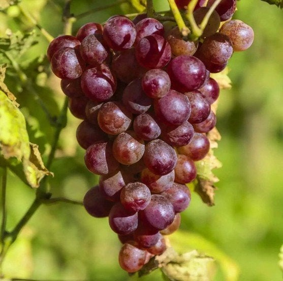 DRUIVELAARS, Blauwe, Rode en Witte, 12€/st, 2 stuks voor 20€, Volle zon, Vaste plant, Ophalen of Verzenden, Fruitplanten