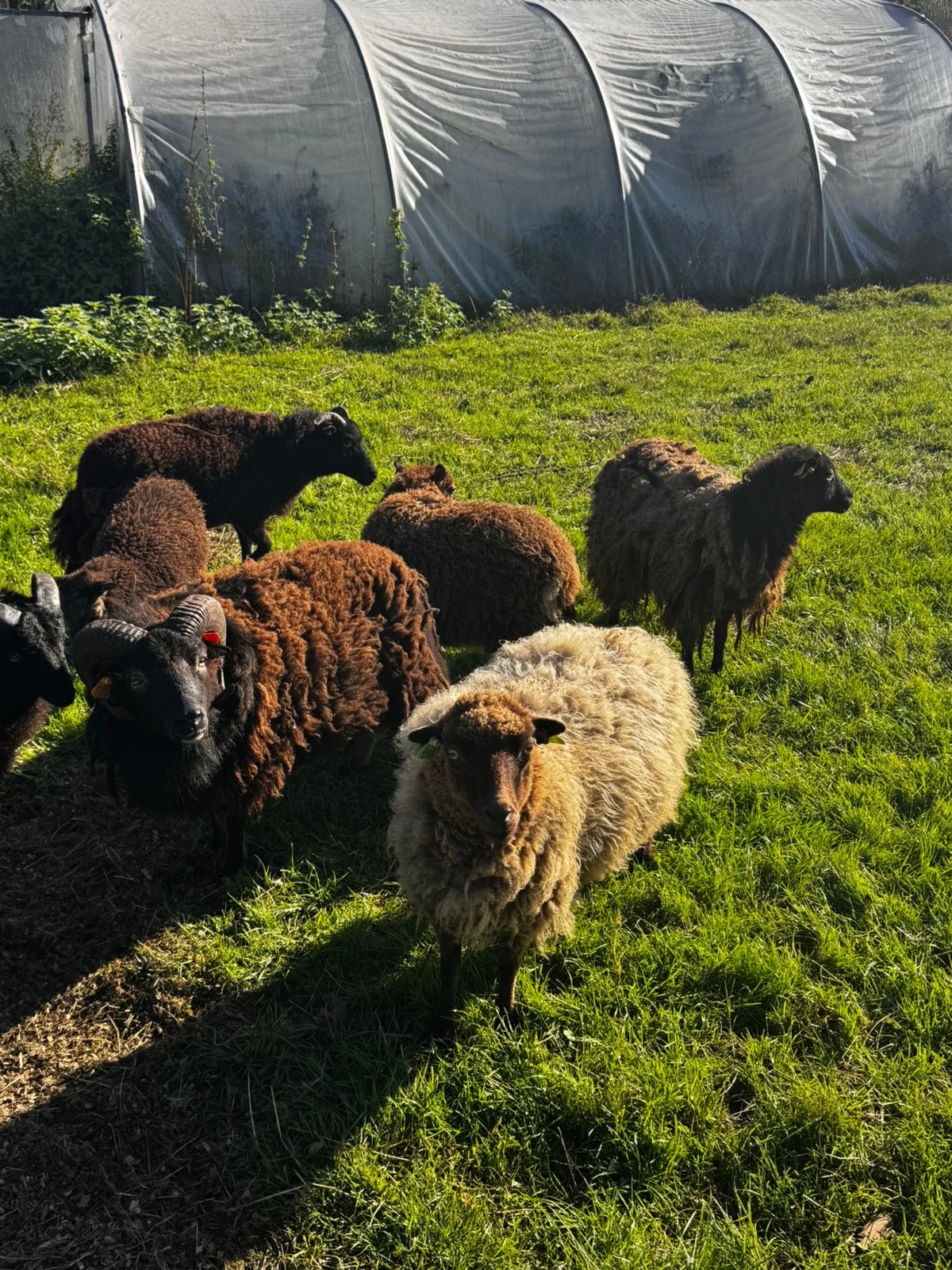 ouessant schapen, Meerdere dieren, Schaap, 0 tot 2 jaar