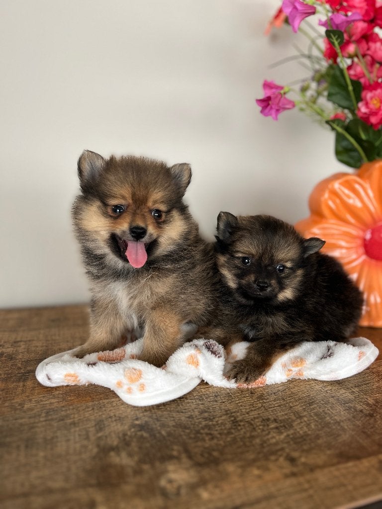 Superbes petits chiots pomériens/nains, Animaux & Accessoires, Autres races, Plusieurs, Hépatite contagieuse (maladie de Rubarth)