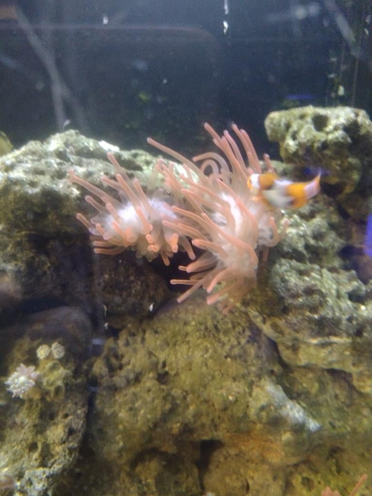 Annemoonen, Animaux & Accessoires, Poissons | Poissons d'aquarium, Autres types, Poisson de mer