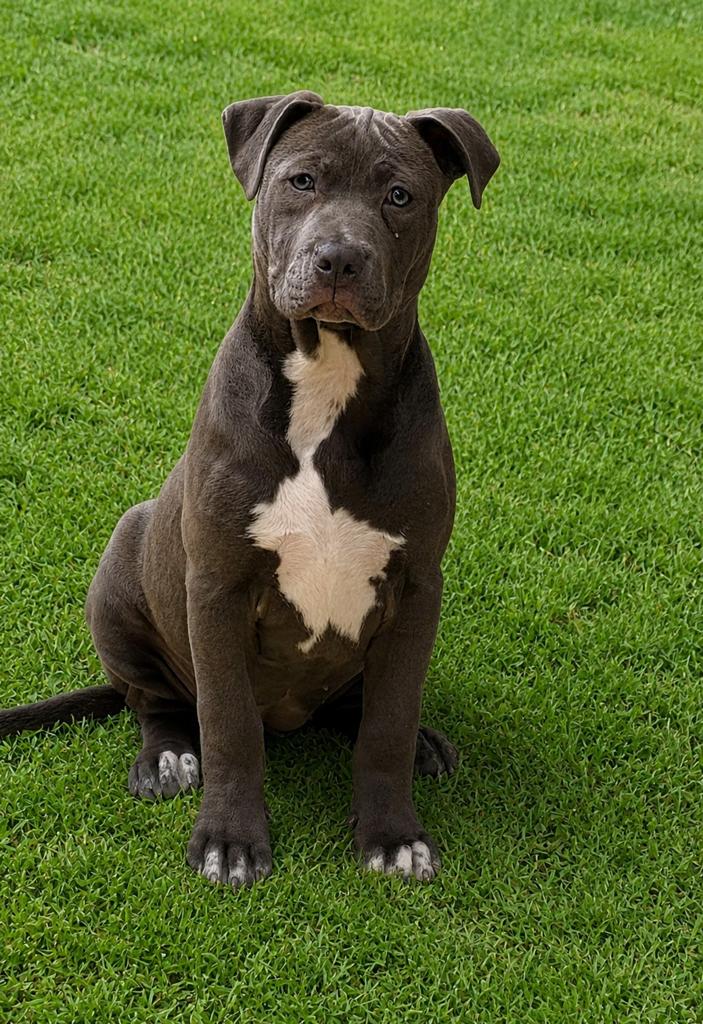 Amerikaanse Stafford pup, Parvo, België, 8 tot 15 weken, American Staffordshire Terriër