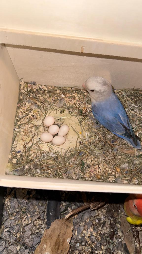 Dés bébés İnseparable / lovebird / perruche / Dwergpapegaai, Perroquet