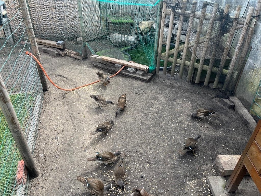 Mandarijneenden, Plusieurs animaux