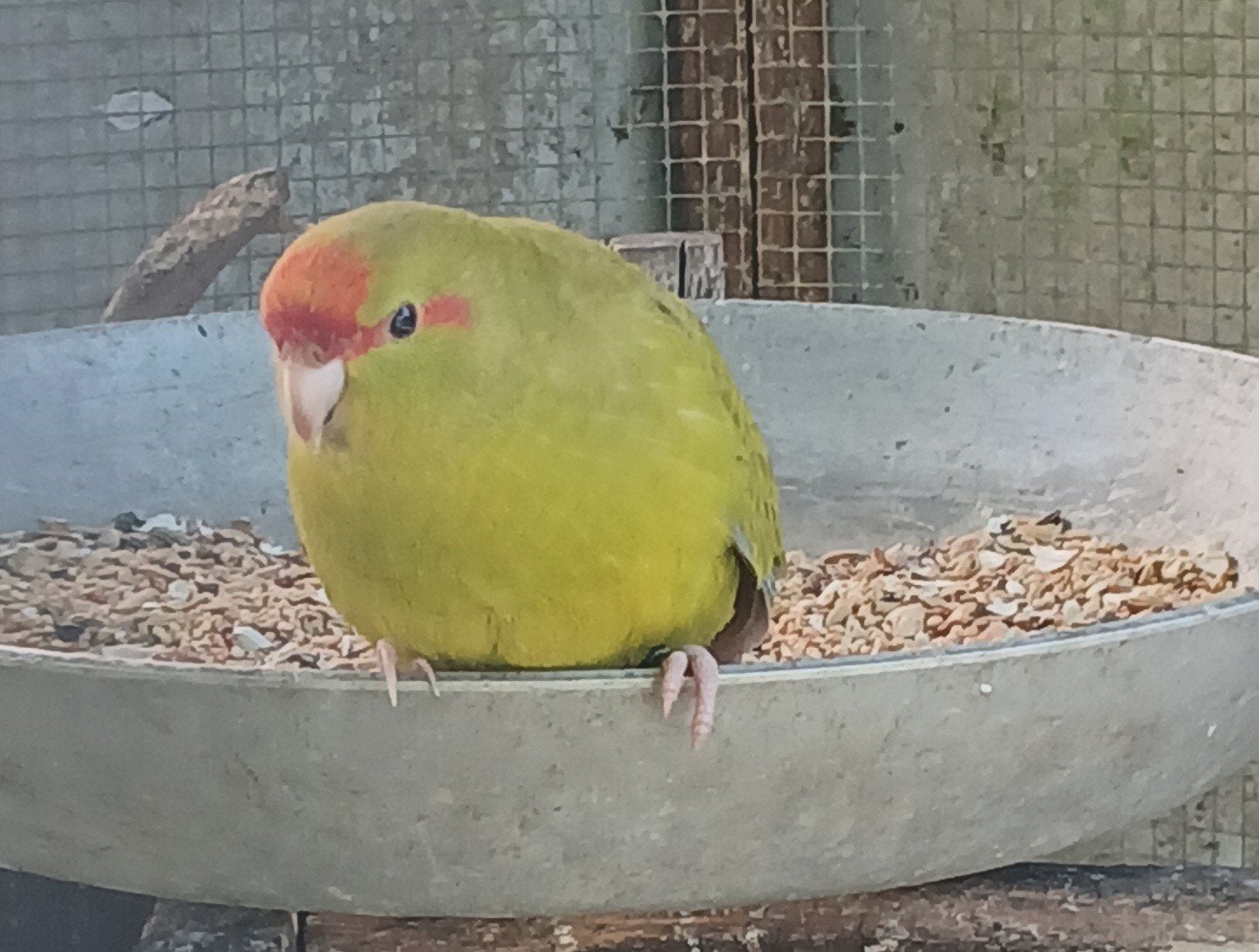 Jonge kakariki's, Animaux & Accessoires