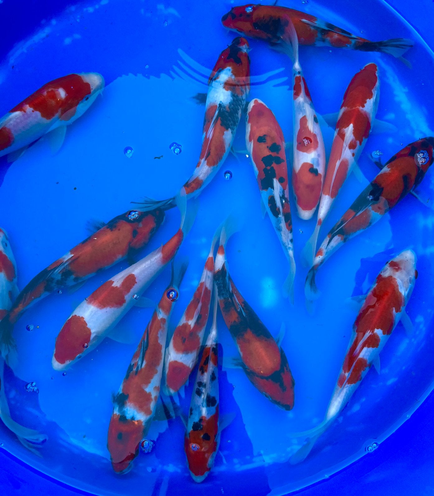ACTIE: Tosai Go-Sanke mix 22-26cm   3 voor €125,-, Animaux & Accessoires, Poissons | Poissons d'étang, Carpe ou Koï