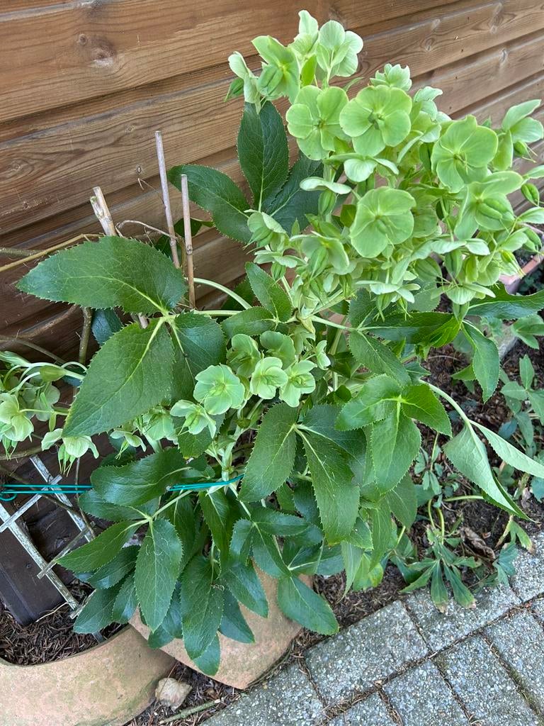 Helleborus, Tuin en Terras, Ophalen, Winter, Halfschaduw
