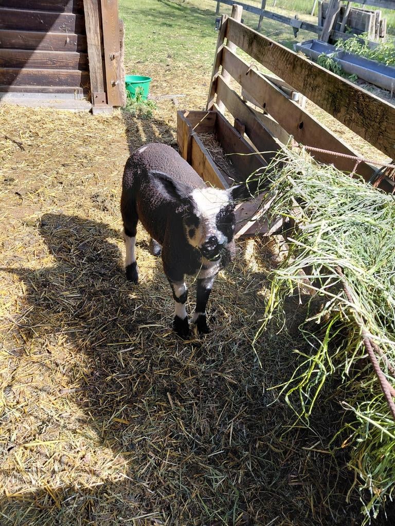 Baggerbonte ooi met ramlam, Dieren en Toebehoren, Schapen, Geiten en Varkens
