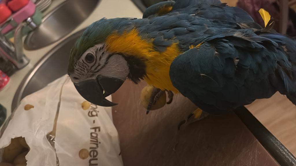 Ara, Dieren en Toebehoren, Papegaai
