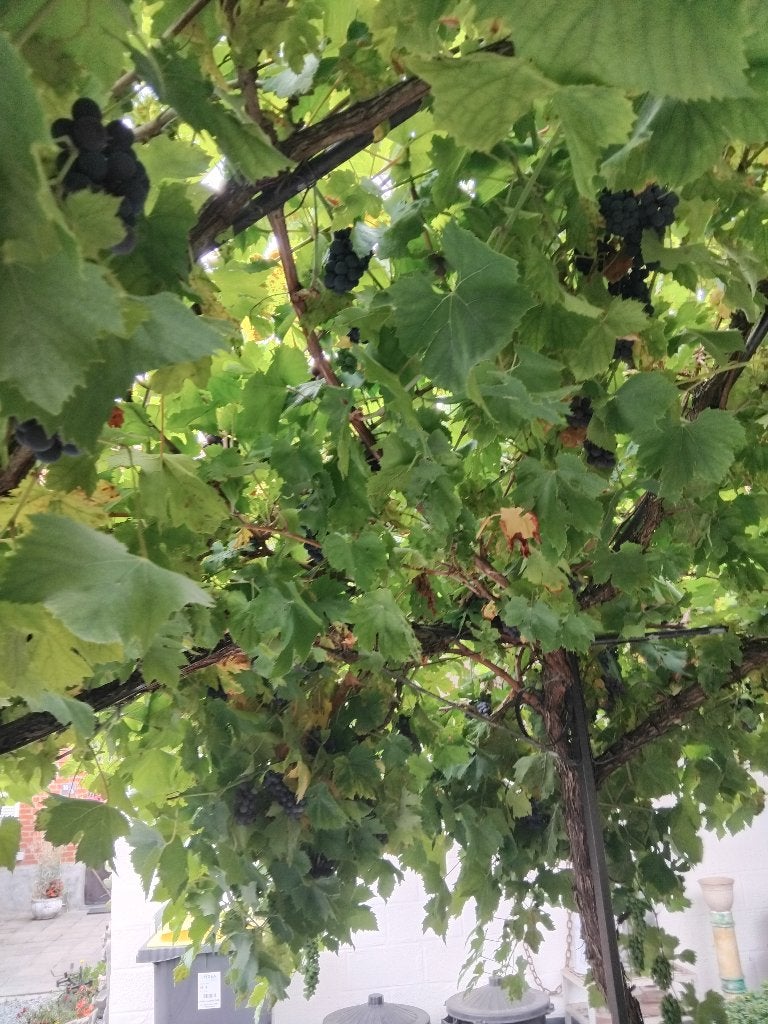 raisin bio, Tuin en Terras, Kweekspullen, Ophalen, Nieuw