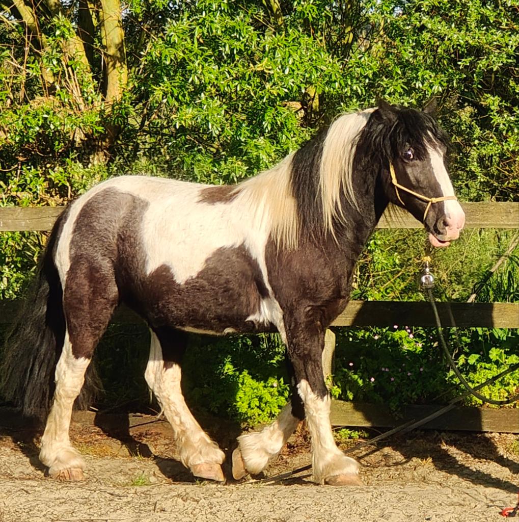 Tinker irish cob, Animaux & Accessoires, Poneys, Hongre