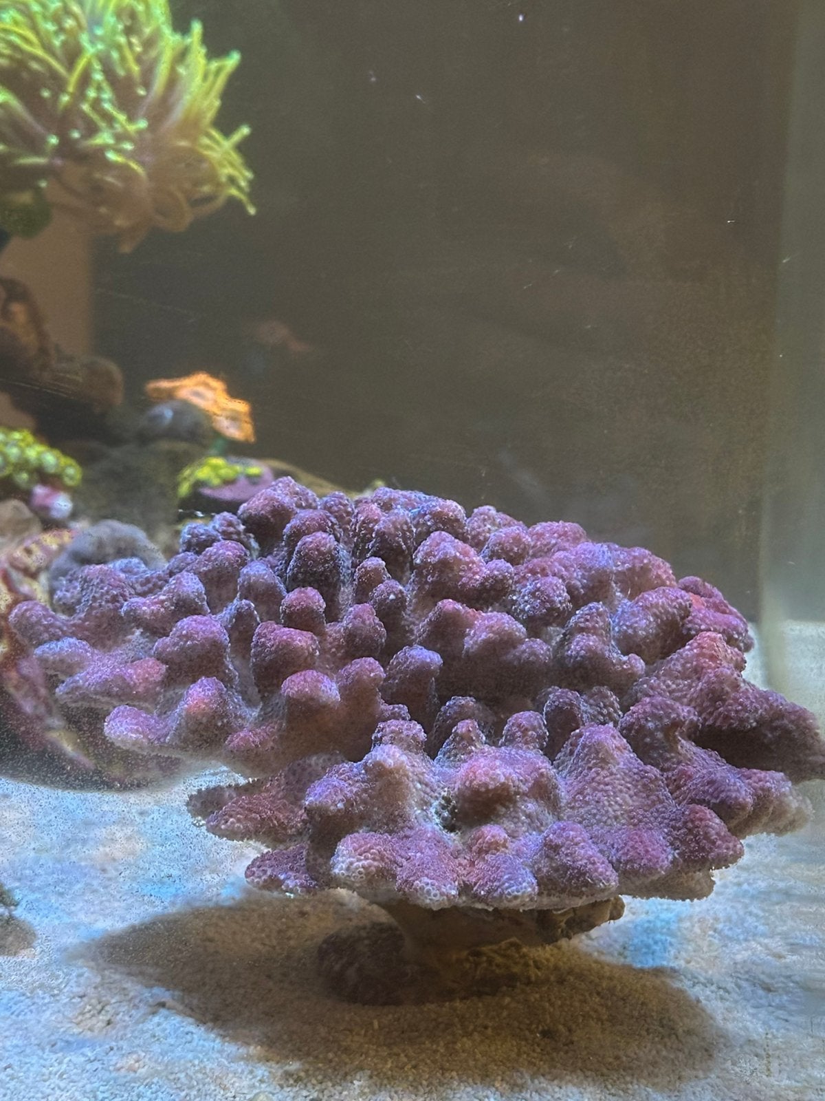 Koraal/Koralen  Stylophora Pink Fiji