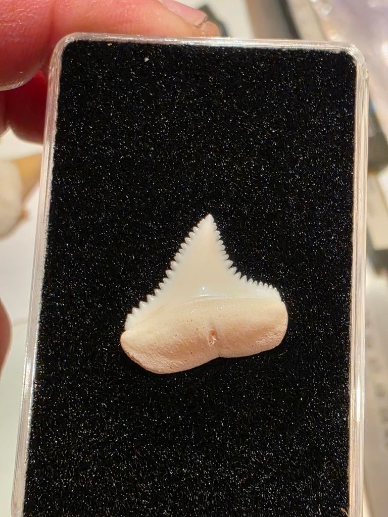 Zeldzame posterior recente Carcharodon carcharias Madagascar, Verzamelen, Ophalen of Verzenden, Overige typen