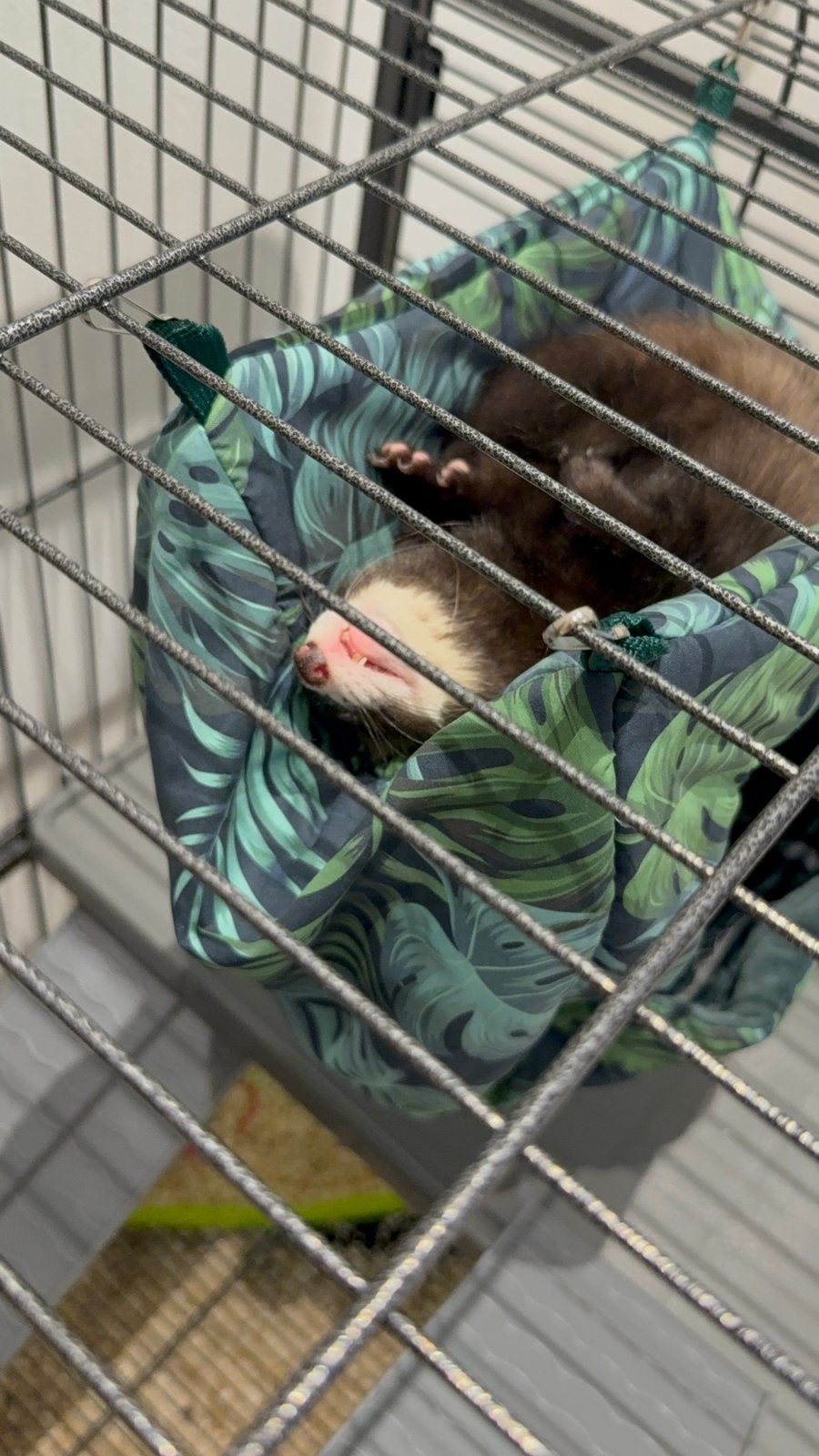 Cage et tout le materiel avec un furet, 90 cm ou plus, Comme neuf, Enlèvement, Furet
