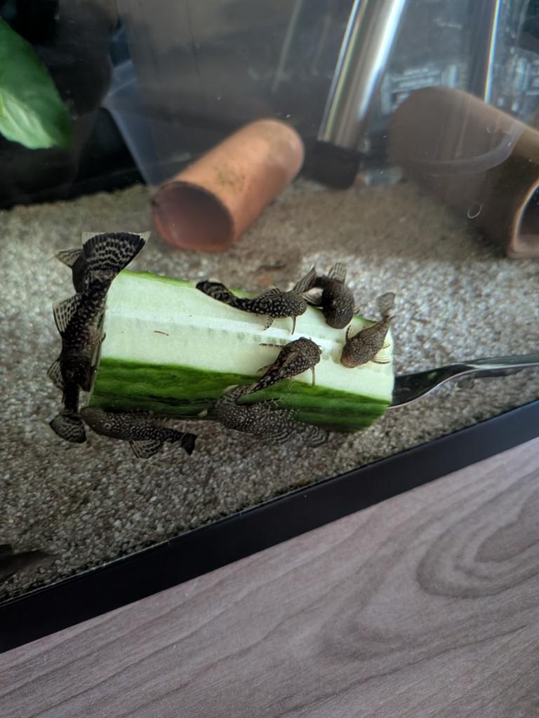 Ancistrus, Dieren en Toebehoren