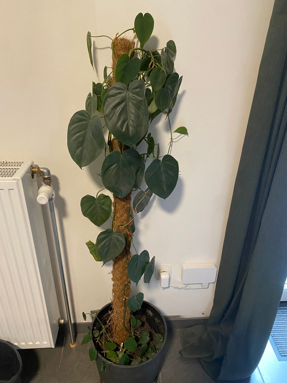 Monstera, Enlèvement