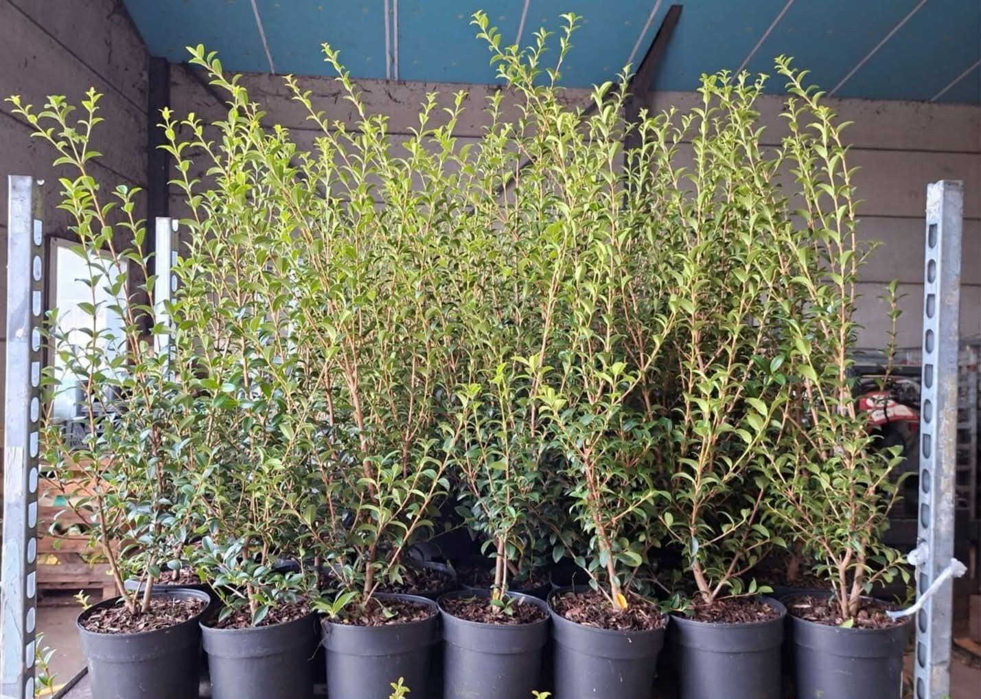 ‼️osmanthus Burkwoodii aan stuntprijzen ‼️, Ophalen
