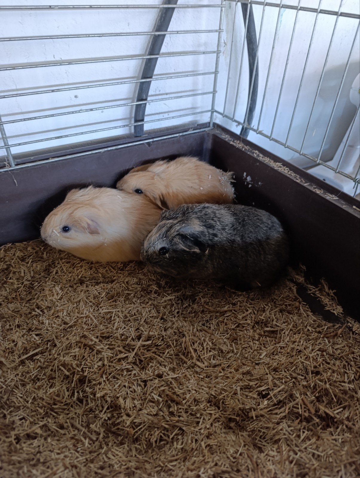 Cavia's, Dieren en Toebehoren, Knaagdieren, Mei, Cavia