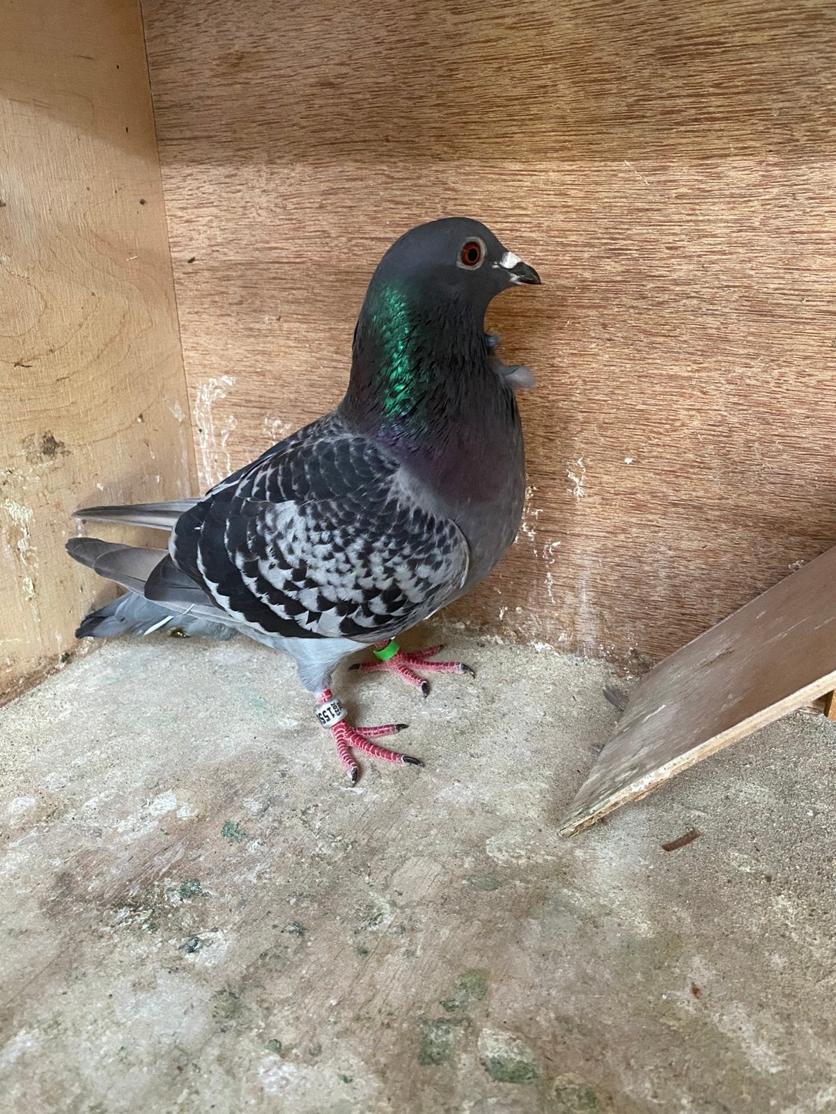 Jelle Jellema Hive 2025, Femelle, Pigeon voyageur