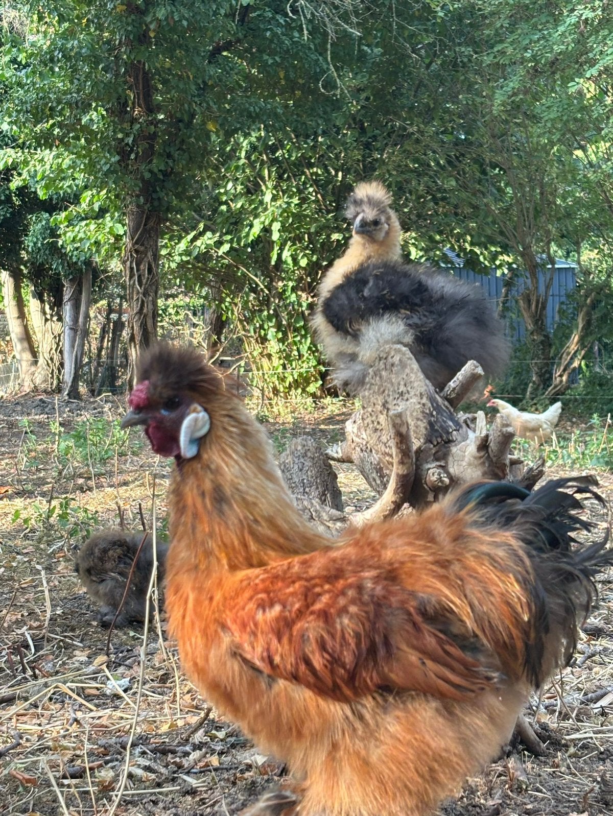 Coq de soie, Animaux & Accessoires, Mâle, Poule ou poulet