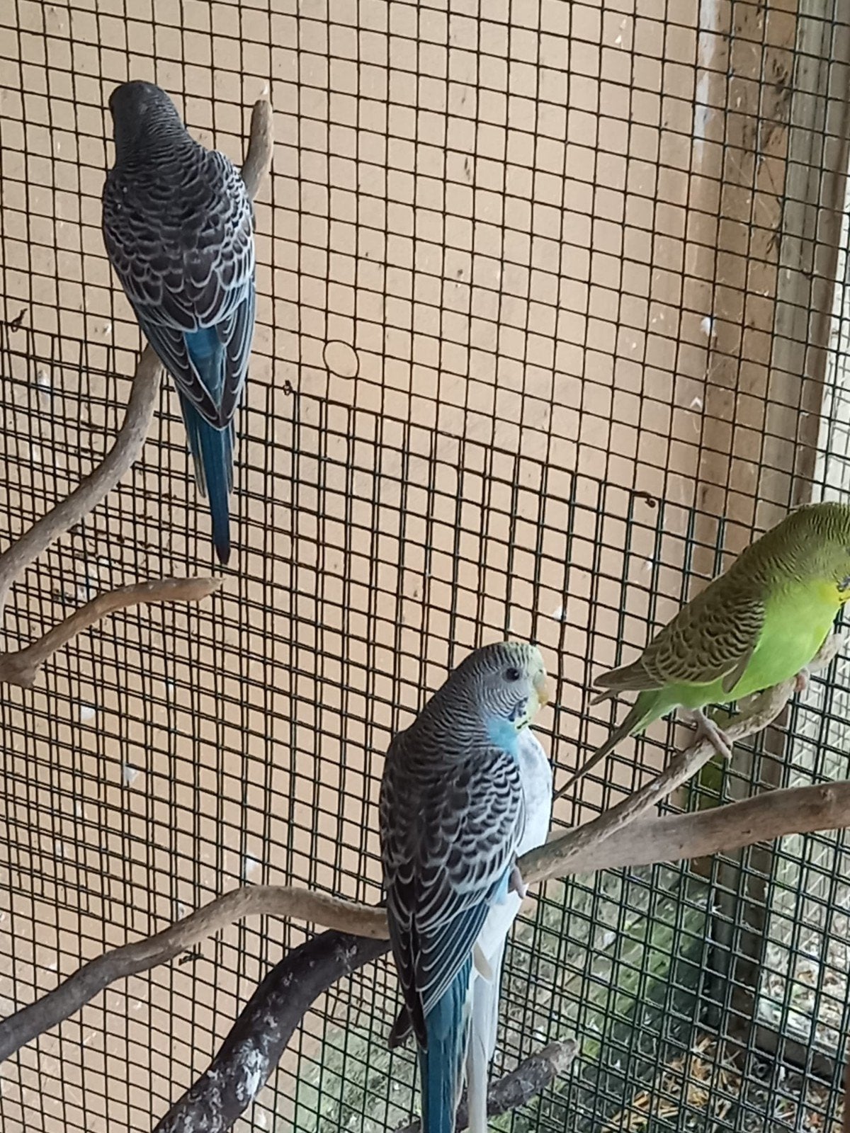 Jonge grasparkietjes, Plusieurs animaux, Perruche
