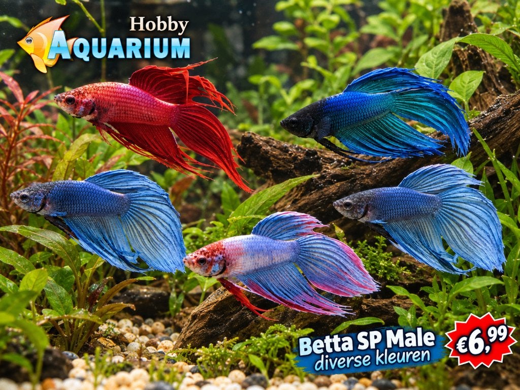 Hobbyaquarium Betta SP Male / Kempvissen, Dieren en Toebehoren, Vis, Zoetwatervis