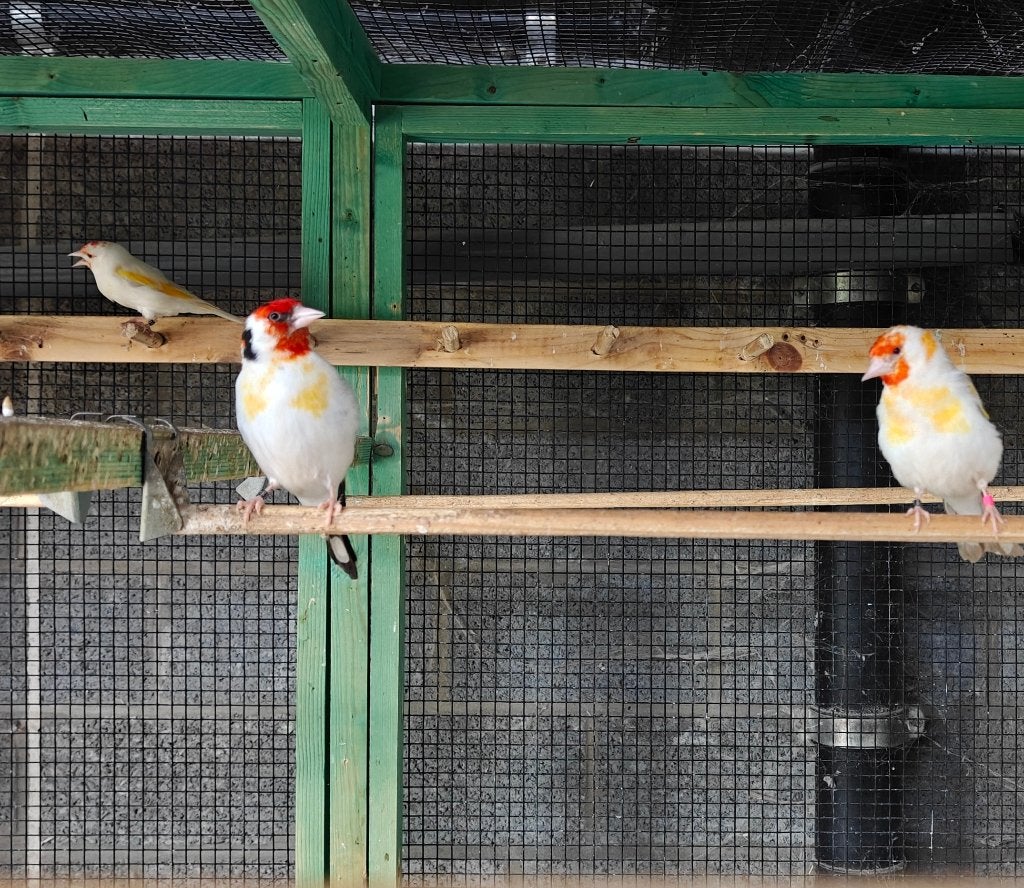 Putters majeurs 2025, Plusieurs animaux, Oiseau chanteur sauvage, Bagué