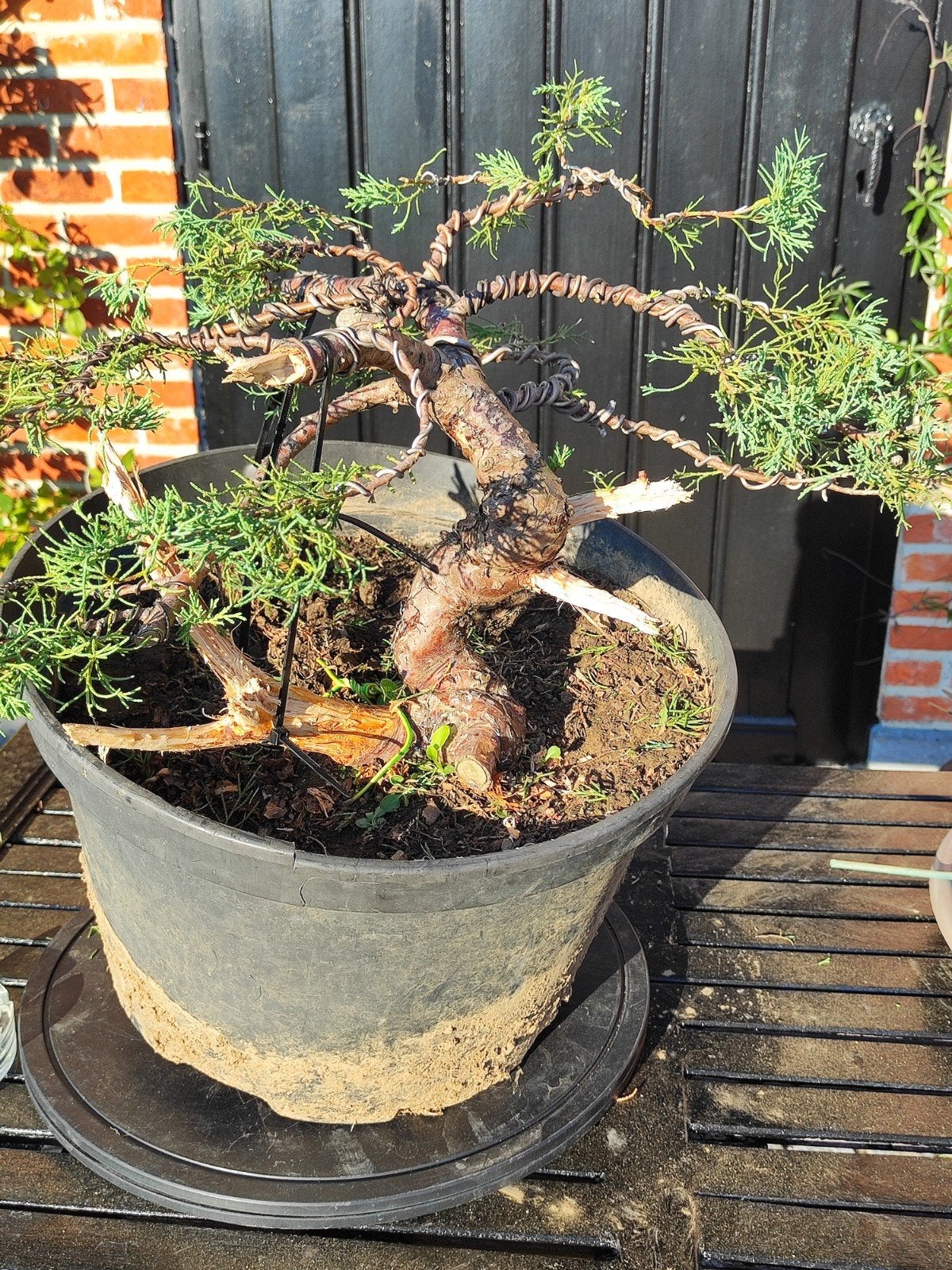 start plant bonsai juniperus (blauwe versie), Bloeit niet, Overige soorten, Minder dan 100 cm, Ophalen