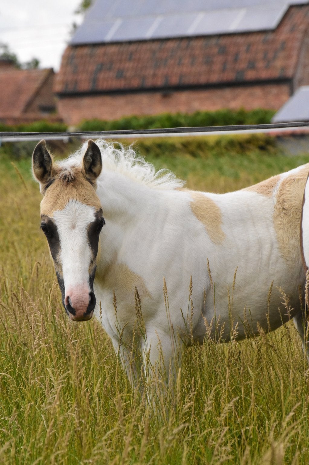 APHA Tobiano, Poney de récréation, Avec pedigree, Ne s'applique pas, 0 à 2 ans