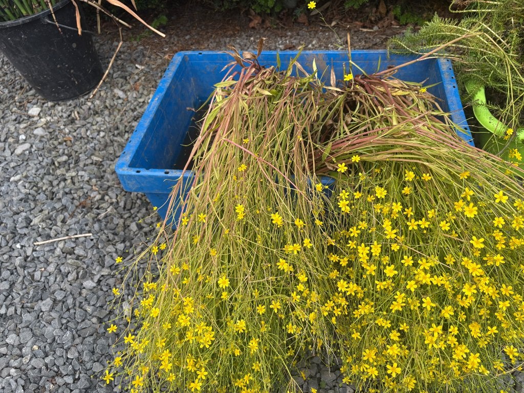 Vijverplanten, Tuin en Terras, Vijvers, Ophalen, Gebruikt