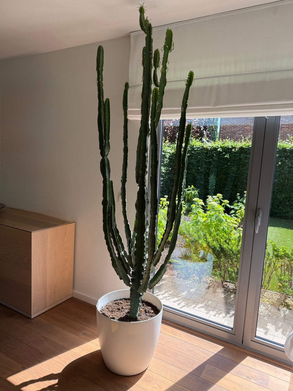 Euphorbia ammak 2,5m, Ophalen, Vetplant, 200 cm of meer, In pot