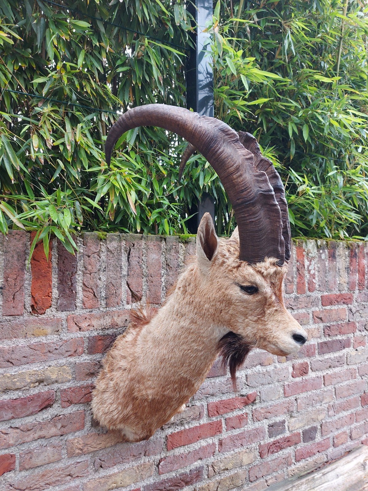 Tête montée : bouquetin, taxidermie, chasse, bois, crâne, ce, Enlèvement, Animal sauvage, Bois ou Tête