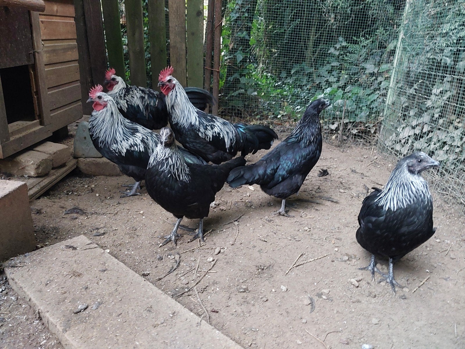 Ardenner groothoen, Dieren en Toebehoren, Mannelijk, Kip