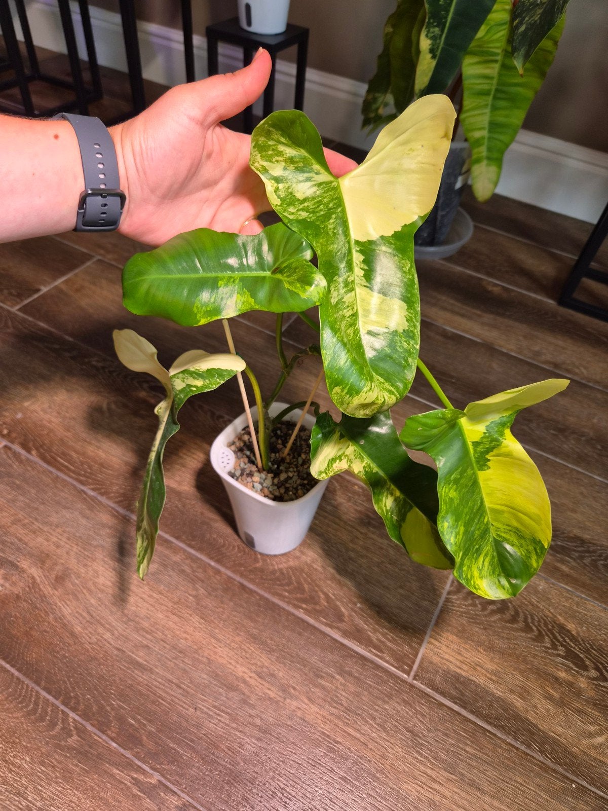 Philodendron Florida Beauty X Paraiso, Enlèvement ou Envoi