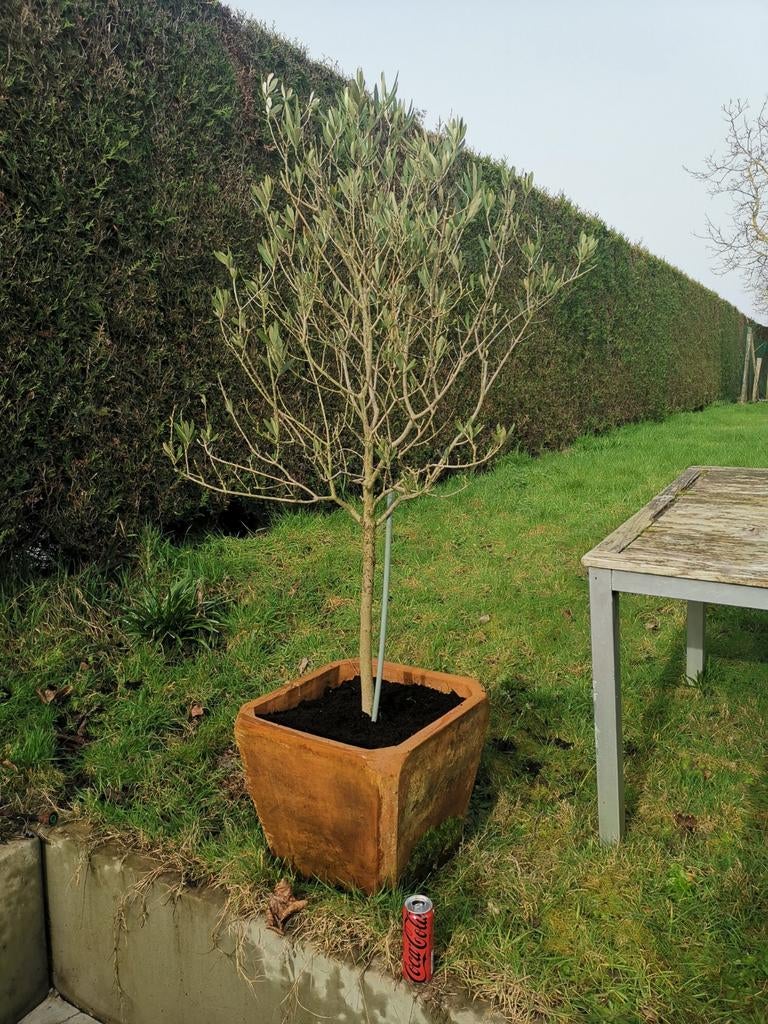 Olijfboom, Tuin en Terras, Ophalen, Olijfboom
