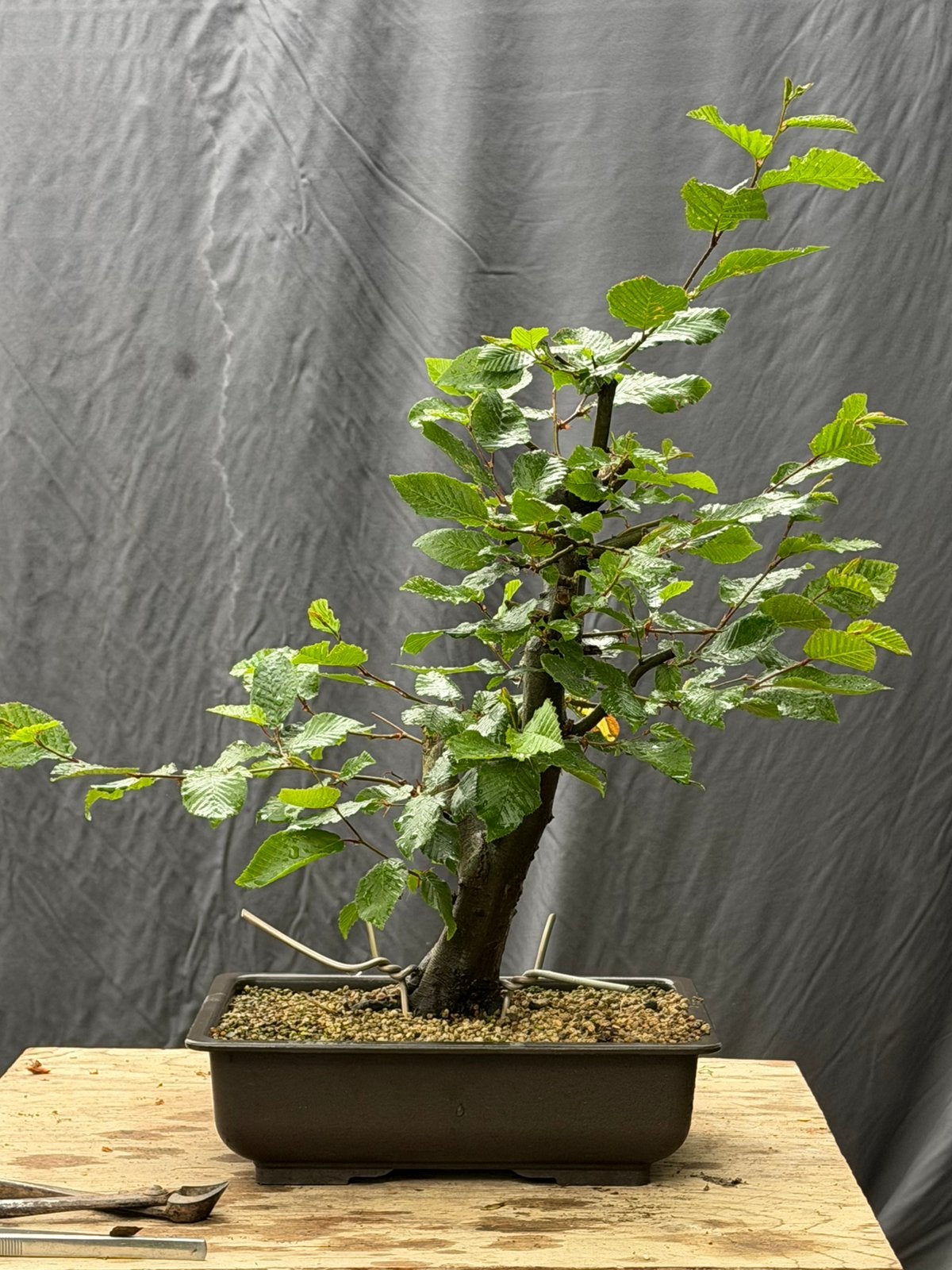 Bonsai Carpinus, Tuin en Terras, Planten | Bomen, Ophalen