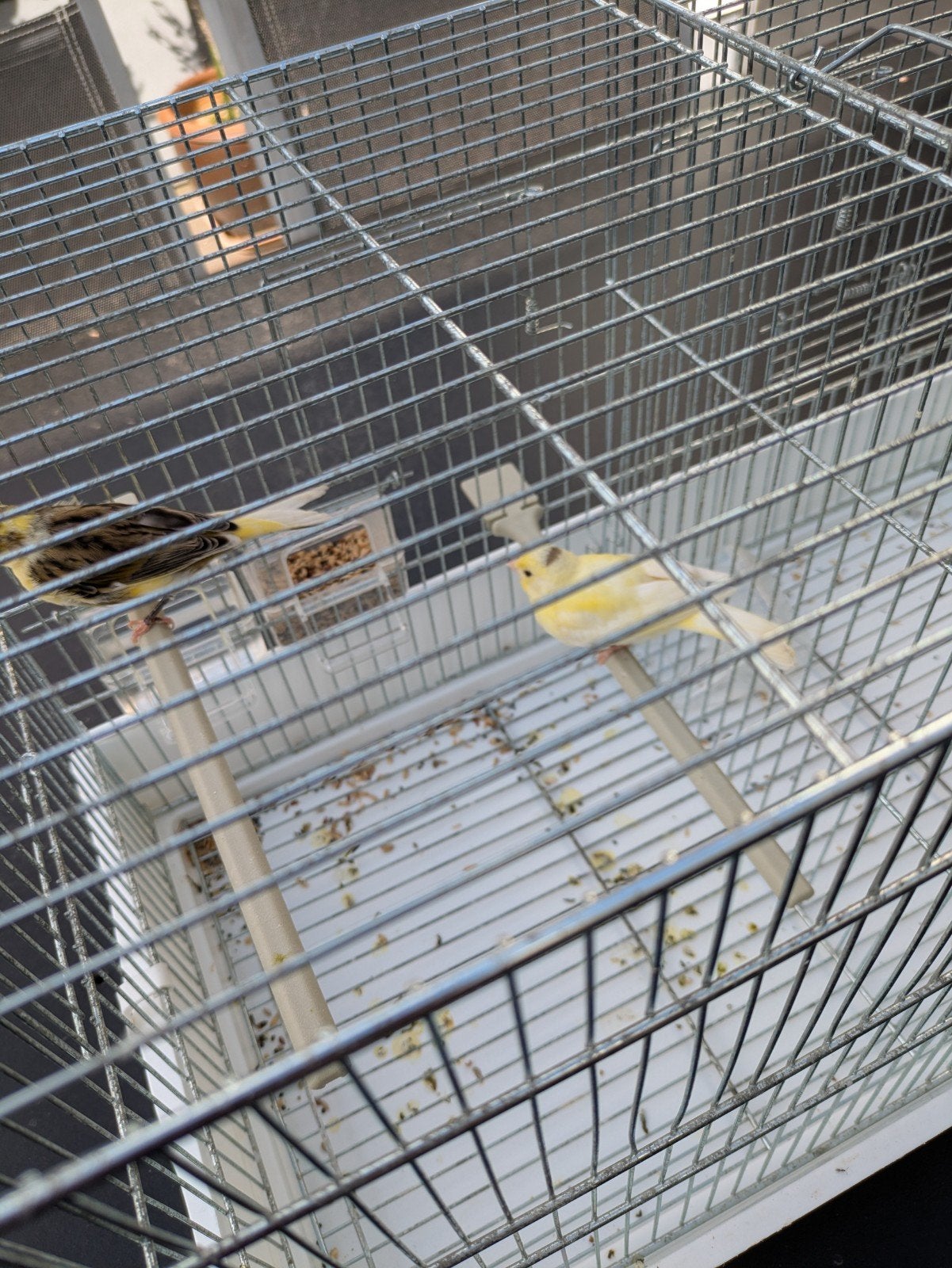 Bonte en gele kanarie niet van hetzelfde nest, Dieren en Toebehoren