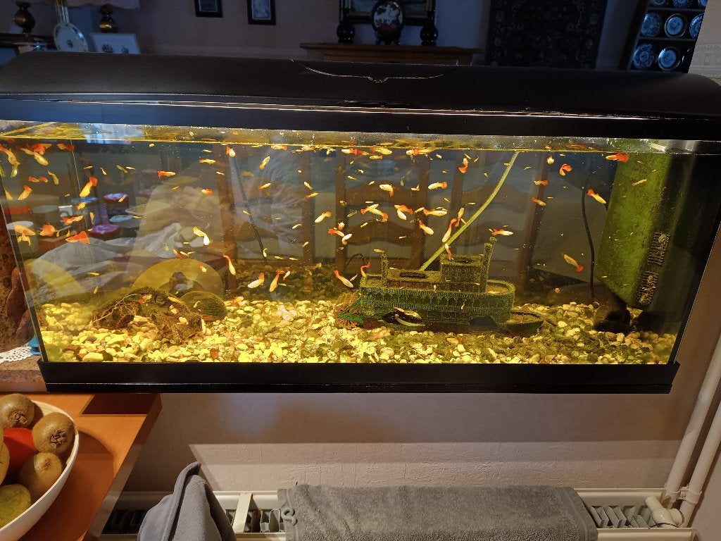 Aquarium, Dieren en Toebehoren, Ophalen, Gebruikt, Gevuld zoetwateraquarium, Overige merken