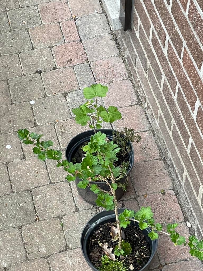Stekelbessen, Tuin en Terras, Ophalen