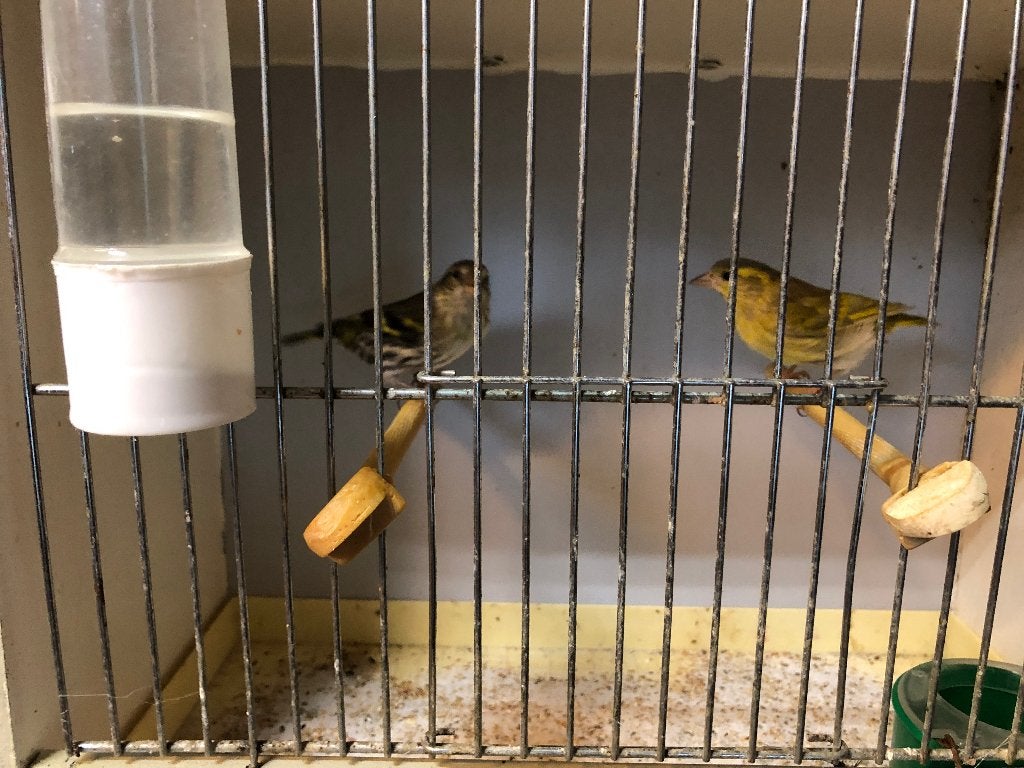 Sijzen, Dieren en Toebehoren, Meerdere dieren, Wildzangvogel, Geringd