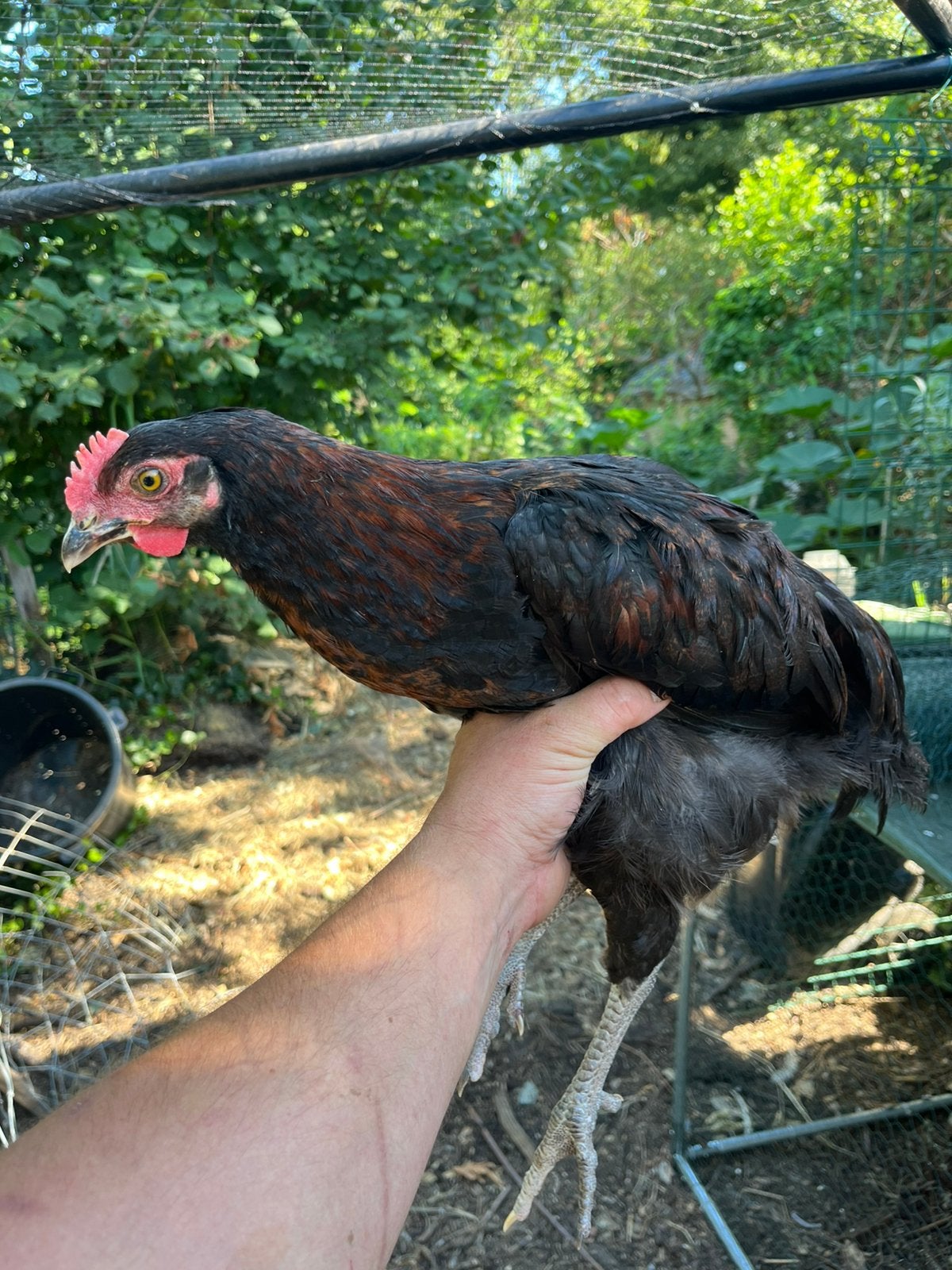 Jong haantje marans, Dieren en Toebehoren, Pluimvee